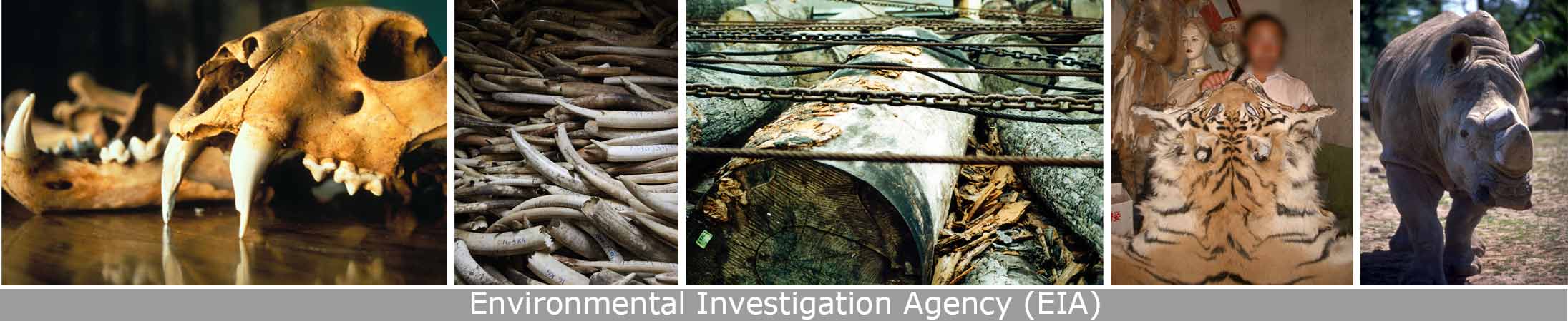 Environmental-Investigation-Agency-EIA
