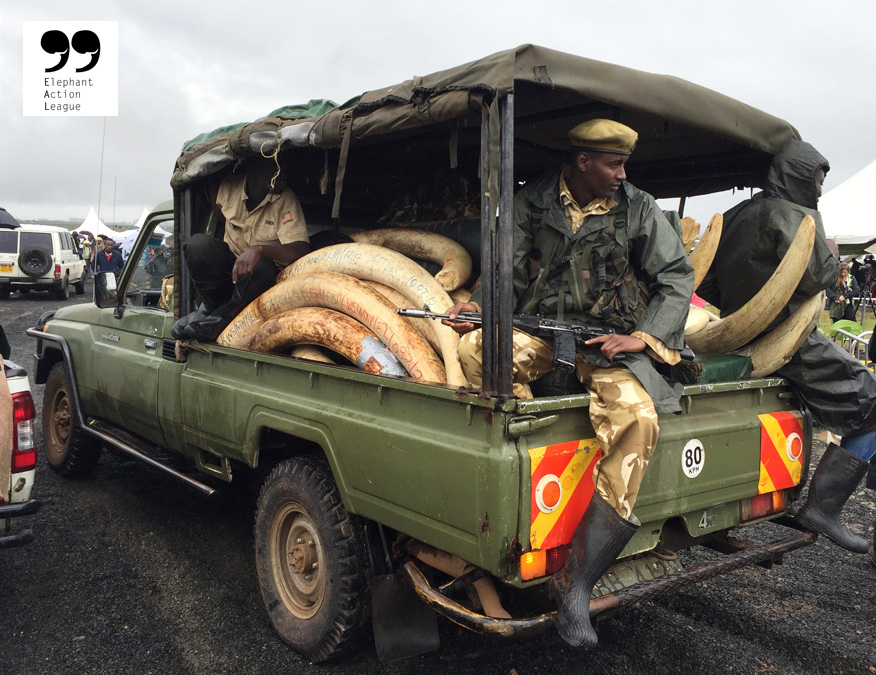 Seized ivory in Kenya. ©Elephant Action League (EAL)