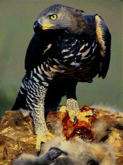 Crowned_Eagle